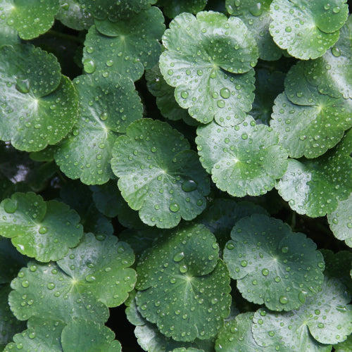 Centella Asiatica