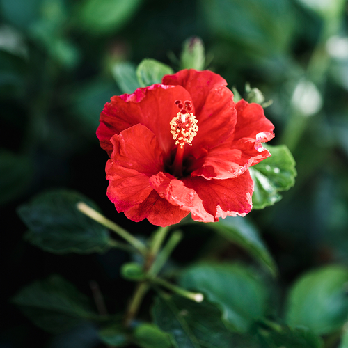 Hibiscus Extract