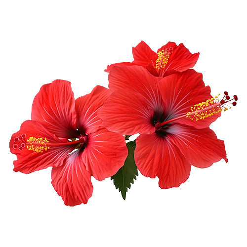 Hibiscus