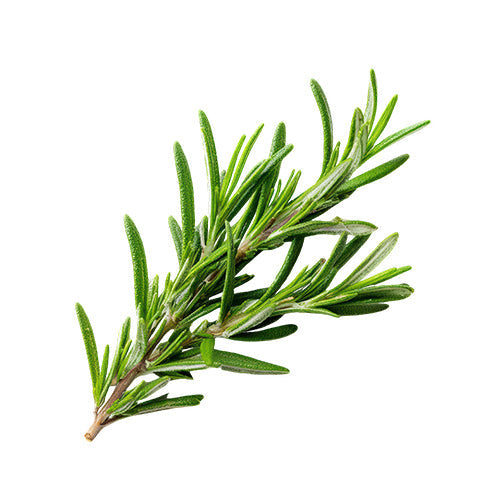 Rosemary